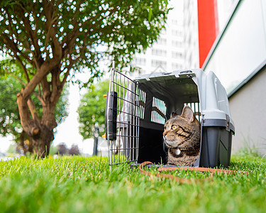 一只在绿草地外的航空母舰 正在沉睡猫咪塑料猫科动物盒子小猫皮带冒险兽医运输安全图片