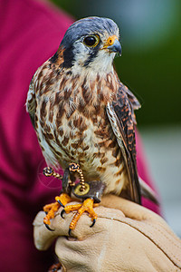 经过训练的美国Kestrel 猛禽鸟 靠教练的皮手套休息图片