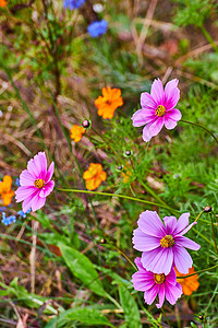 以粉红花和黄花为焦点的野花群详情图片