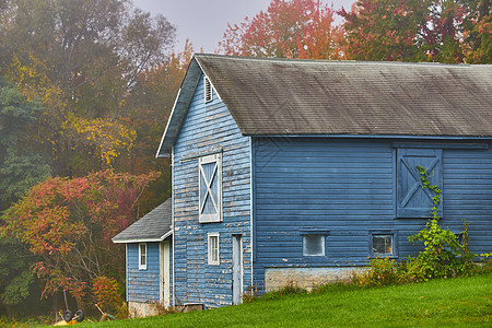 美丽的蓝色谷仓棚 与葡萄树塞在秋林边缘图片