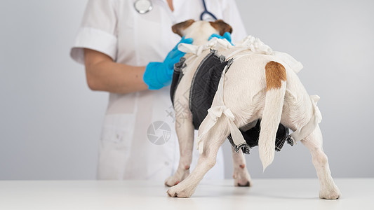 外科手术后 医生给杰克罗素泰瑞尔的狗盖毯子款待诊所工作室预防纺织品动物消毒兽医程序绷带图片