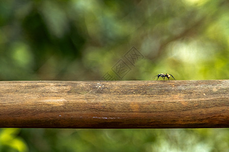 林中树枝上的蚂蚁野生动物昆虫艺术工作花园森林环境工人荒野叶子图片