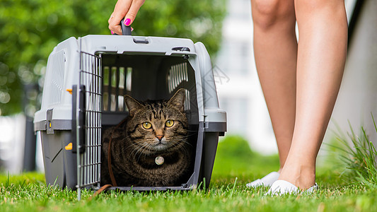 一只灰色斑斑猫躺在一艘载体中 它位于开阔空气中的绿草地上 紧靠着船主的脚虎斑塑料猫咪运输宠物公园女士盒子兽医女性图片