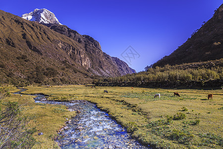 秘鲁安卡什的安第斯山脉下雪 秘鲁和Huascaran河马斯里夫旅游草原环境冰川国际溪流旅行山峰目的地草地图片