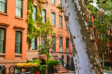 从树上俯瞰纽约市格林威治村街道 砖砌公寓楼上种着藤蔓图片