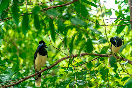 在森林的一棵树上羽毛旅行长毛绒动物群草蛉蓝色热带荒野观鸟凤头图片