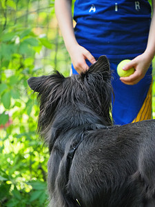 公园露户外的黑白小狗狗犬类动物纯种狗家畜训练男性教育智力牧羊人牧羊犬图片