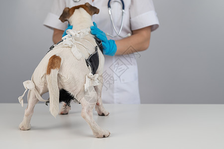 外科手术后 医生给杰克罗素泰瑞尔的狗盖毯子疾病消毒切除术苗圃兽医绷带纺织品女性款待工作室图片