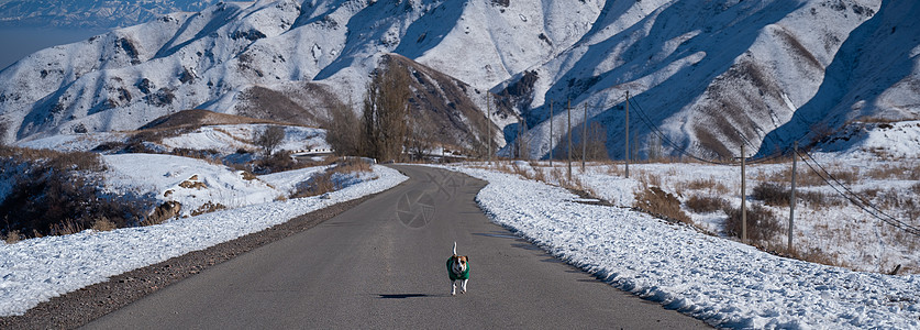 穿着毛衣的杰克罗素泰瑞尔狗 在雪地高山的路上跑来跑去顶峰宠物孤独荒野旅游森林毛皮动物犬类哺乳动物图片