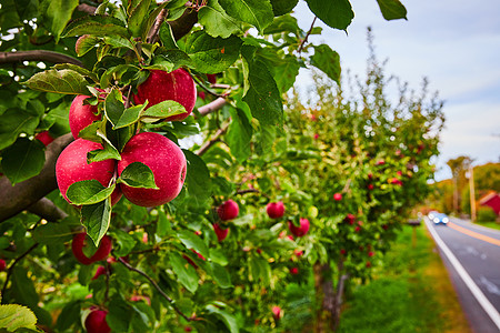 农场里一排苹果树 一排排新鲜的红苹果图片
