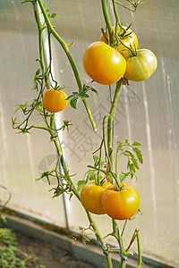成熟程度不同的黄西红柿在聚碳酸酯温室中生长 有机番茄生长衬套绿色植物蔬菜农场园艺食物收成花园农业图片