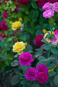 美丽的粉红色攀登玫瑰 在夏日花园里 有白色背景 柔软的焦点红色园艺花瓣粉色植物学植物群绿色植物衬套图片