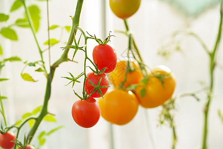 温室经济 有机农业 美丽的番茄植物 位于地表浅田部 复印空间 有机西红柿的绿屋小分店里农场蔬菜季节性叶子生长花园收成食物场地绿色图片