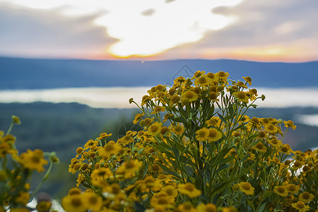 美丽的夕阳背景下的野生鲜艳的花朵 自然景观 蓝天和黄色的阳光 日落时的风景花瓣植物群场地环境疗法叶子宏观射线植物芳香图片