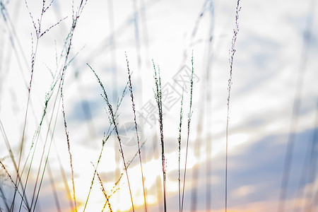 与草的夏天抽象自然背景在草甸和日落天空后边 自然景观 草叶的宏观摄影 日落时的风景射线阳光场地季节艺术草地辐射叶子蓝色植物群图片