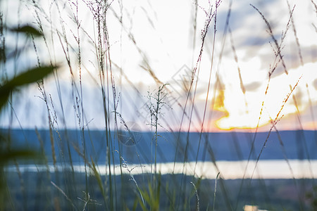 与草的夏天抽象自然背景在草甸和日落天空后边 自然景观 草叶的宏观摄影 日落时的风景艺术蓝色季节场地辐射草地墙纸植物群射线阳光图片