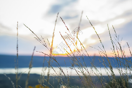与草的夏天抽象自然背景在草甸和日落天空后边 自然景观 草叶的宏观摄影 日落时的风景射线辐射墙纸植物群蓝色草地场地叶子阳光季节图片