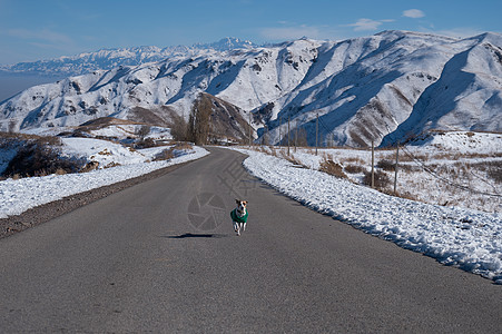 穿着毛衣的杰克罗素泰瑞尔狗 在雪地高山的路上跑来跑去毛皮宠物天气荒野晴天沥青季节冒险夹克丘陵图片