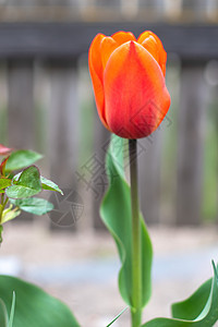 一朵红色郁金香在绿叶花园中的选择性焦点 模糊的背景 在温暖的晴天 在草丛中生长的一朵花 与郁金香的春天和复活节自然本底花瓣花园花图片