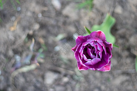 一朵紫色郁金香在绿叶花园中的选择性焦点 模糊的背景 在温暖的晴天 在草丛中生长的一朵花 与郁金香的春天和复活节自然本底图片