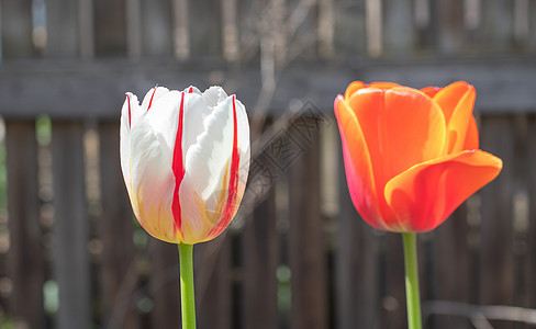 选择性的焦点 花园里的郁金香有白色和红色的绿叶 模糊的背景 在温暖的晴天 在草丛中生长的一朵花 与郁金香的春天和复活节自然本底公图片