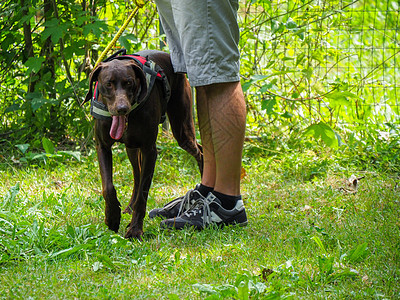 在公园为一只年轻的德国胸罩狗举办训练课程男人竞赛草地犬类休闲乐趣宠物命令培训师教学图片