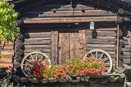 瑞士因特拉肯 春季用灯泡在生锈阳台的鲜花雏菊花园乡村谷仓植物文化窗户花坛晴天栽培图片
