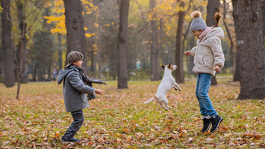 高加索儿童在秋天公园与杰克鲁塞尔泰瑞尔一起行走 男孩 女孩和狗正在户外跳跃微笑动物兄弟姐妹姐姐外套宠物猎犬童年犬类友谊图片