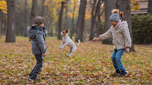 高加索儿童在秋天公园与杰克鲁塞尔泰瑞尔一起行走 男孩 女孩和狗正在户外跳跃犬类男生动物宠物友谊家庭快乐外套微笑童年图片