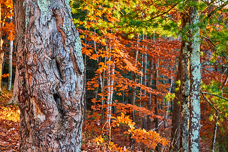 秋末 森林里树皮细节 每处树上都有橙色叶子图片