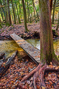 树林中森林林林地覆盖着小溪上的狭窄的木头行走桥图片