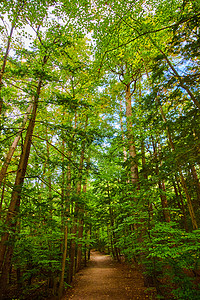 泥土徒步径直直通红绿林 垂直聚焦树木图片