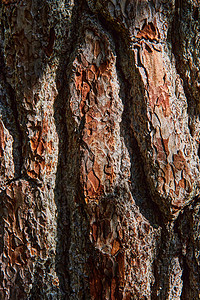 厚棕色树皮纹理的垂直视图图片