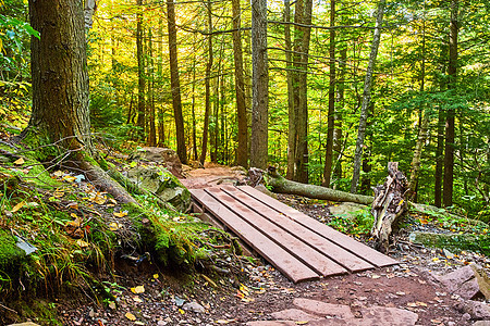 利用木板托盘桥 在早期秋天的树林中阻断徒步足迹图片