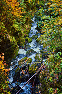 河流横冲直入狭窄的峡谷 流淌着微粒巨石和落地叶子图片