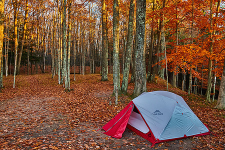 红白帐篷的简易营地 在秋末林林中露营 到处有橙叶图片