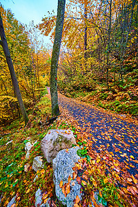 沿落叶所覆盖的足迹在森林中漫步图片