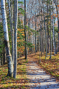 森林徒步足迹穿过树林 在秋季末秋天 地面上有叶子图片