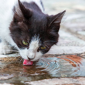 可爱的猫喝水 关上舌头男性小猫荒野动物镜子宠物波纹口渴流浪图片