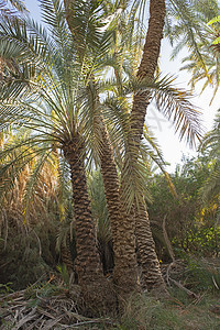 种植种植园大椰枣树的景观图景树干叶子热带海枣森林天空棕榈植物树木农业图片