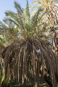 农场种植园大椰枣棕榈树的近视图片