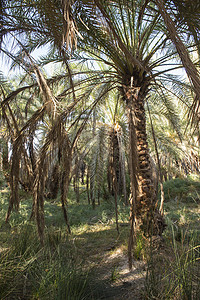 种植种植园大椰枣树的景观图景树木叶子森林海枣环境植物农业农场棕榈天篷图片