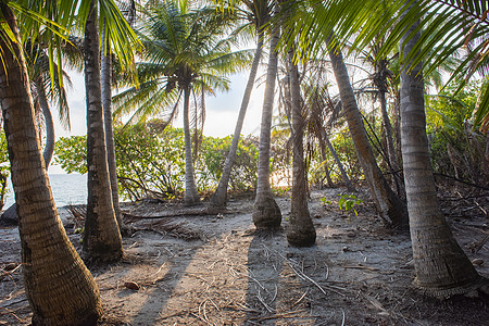 带椰子棕榈树的偏远热带岛屿树干森林公园植物植被叶子天堂椰树海滩木头图片