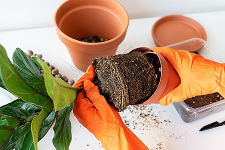 移植花盆榕树的过程 手里拿着榕树移植 盆栽家庭植物榕树 家庭园艺 作为空气净化器的植物植物群花园农业装饰爱好基质家居灌封手套丛林图片