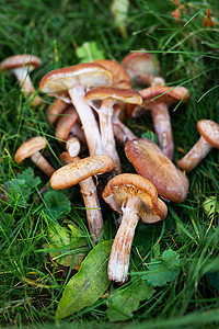 森林中绿色草地上有许多不同大小的牛肝菌蘑菇 美丽森林中的生态旅游 带有漂亮帽子的蘑菇图片