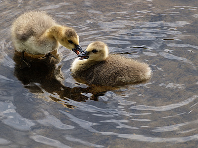 两个加拿大鹅小鸡在水里玩耍图片