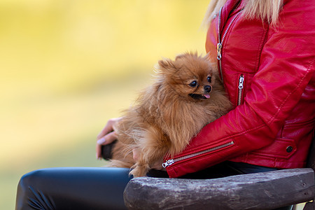 波美拉尼亚手牵着手 一位年轻女子在秋天的公园里散步时 怀里抱着一只博美犬迷你博美犬 一个穿着红色夹克和黑色皮裤的女人图片
