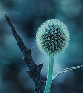 蓝色环球花朵 称为Echenops和Stalt 常年 拉丁的季节想像力环境叶子植物紫色日落地球行动园艺图片