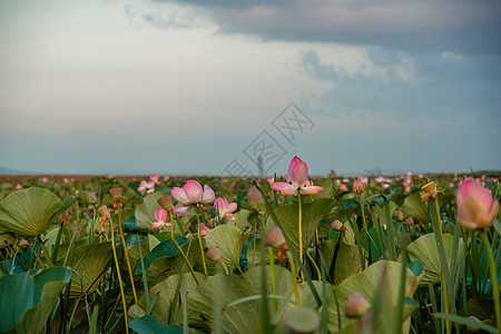 荷花田日出 粉红荷花随风摇曳 以他们的绿叶为背景 自然环境中湖上的莲花场池塘视频荷叶宏观花粉草药植物花园野花植物学图片