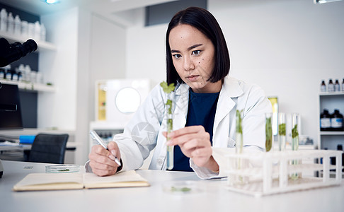 植物 科学和试管 一位女植物学家在实验室里致力于科学突破 草药的实验室 植物学和生态学实验以及使用植物的创新图片